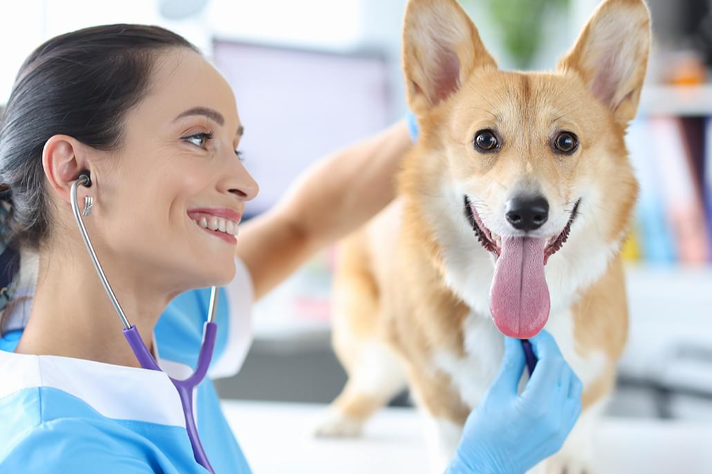  Assistant vétérinaire