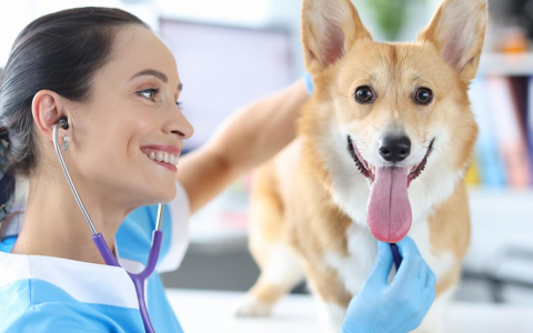  Assistant vétérinaire